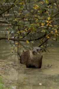Otter (Lutra lutra) Garry Smith.